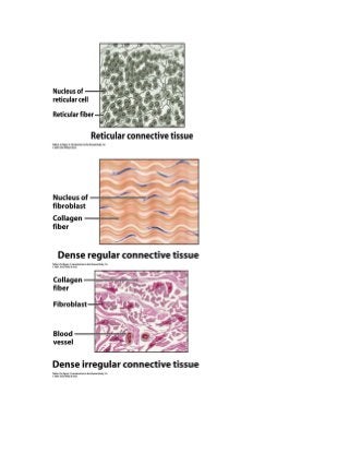 A Tour of the Cell Chapter 4 Study Guide